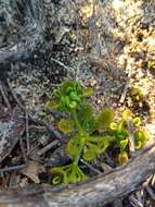 Imagem de Drosera rupicola (N. G. Marchant) Lowrie