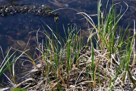 Image de Carex holostoma Drejer