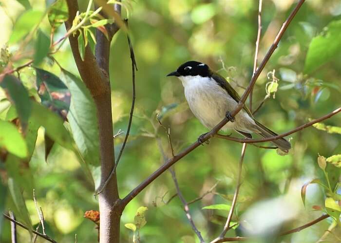 Image of Gilbert's Honeyeater