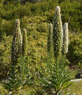 Слика од Echium simplex DC.