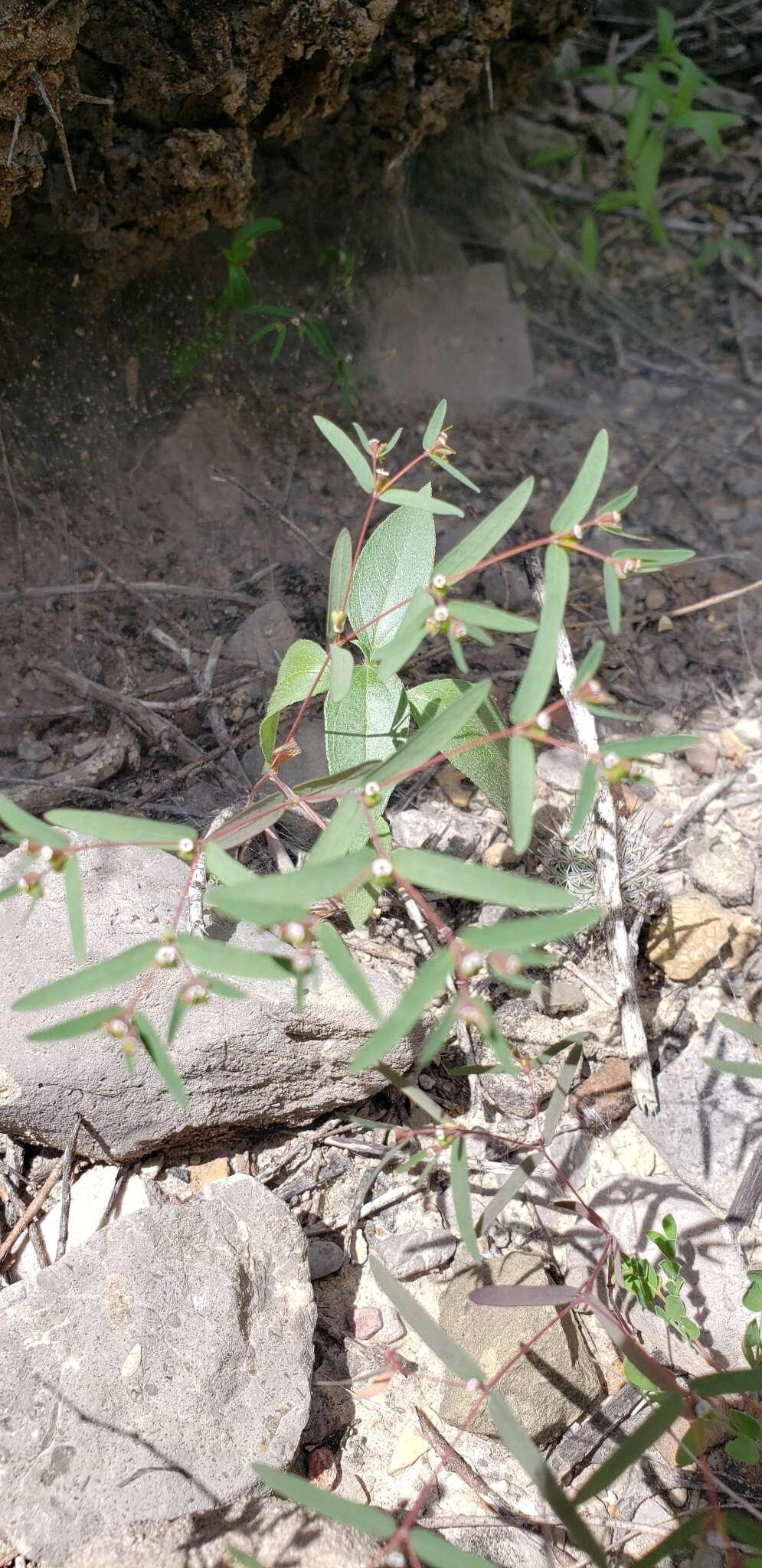 Слика од Euphorbia cumbrae Boiss.