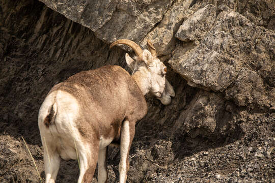 Image of Stone sheep