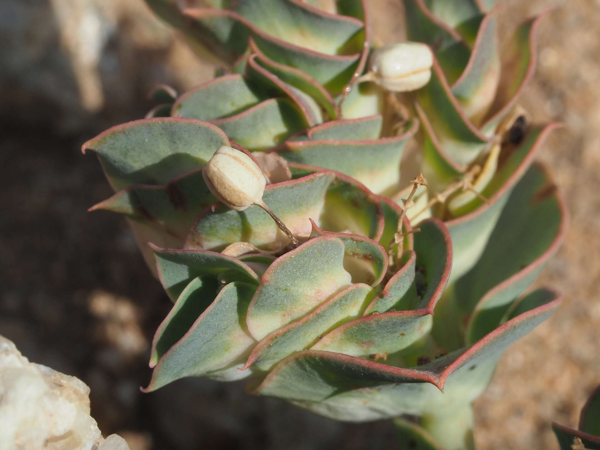 Imagem de Euphorbia phylloclada Boiss.