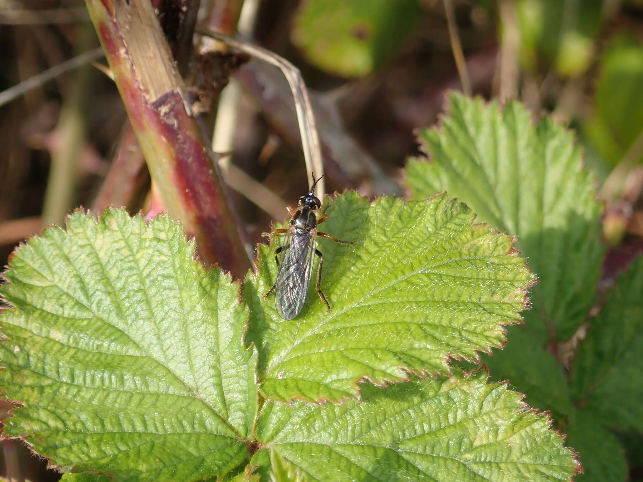 Image de Dioctria rufipes (Scopoli 1763)