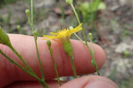 Image of Coastal-Plain Silk-Grass