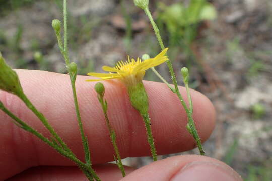 Image de Pityopsis oligantha (Chapm.) Small