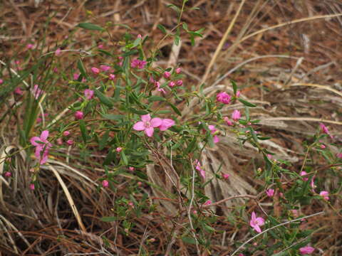 Image of Boronia crenulata Sm.