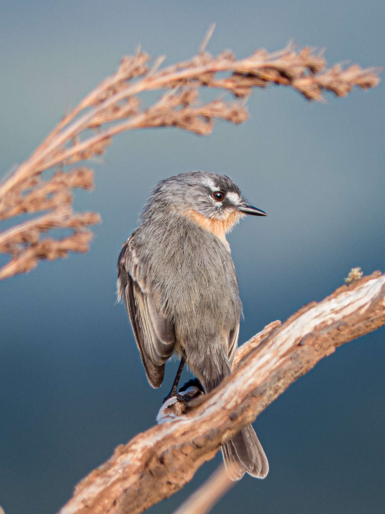 Image of Gray-backed Tachuri