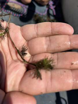 Image of Ranunculus rionii Lagger