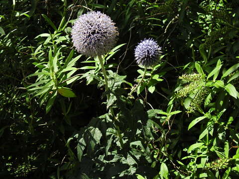 Image of Echinops bannaticus Rochel ex Schrad.