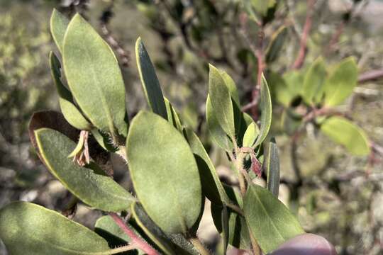 Image of Del Mar manzanita