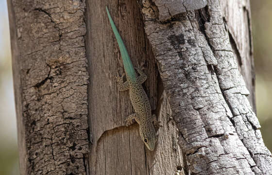 Image of Thicktail Day Gecko