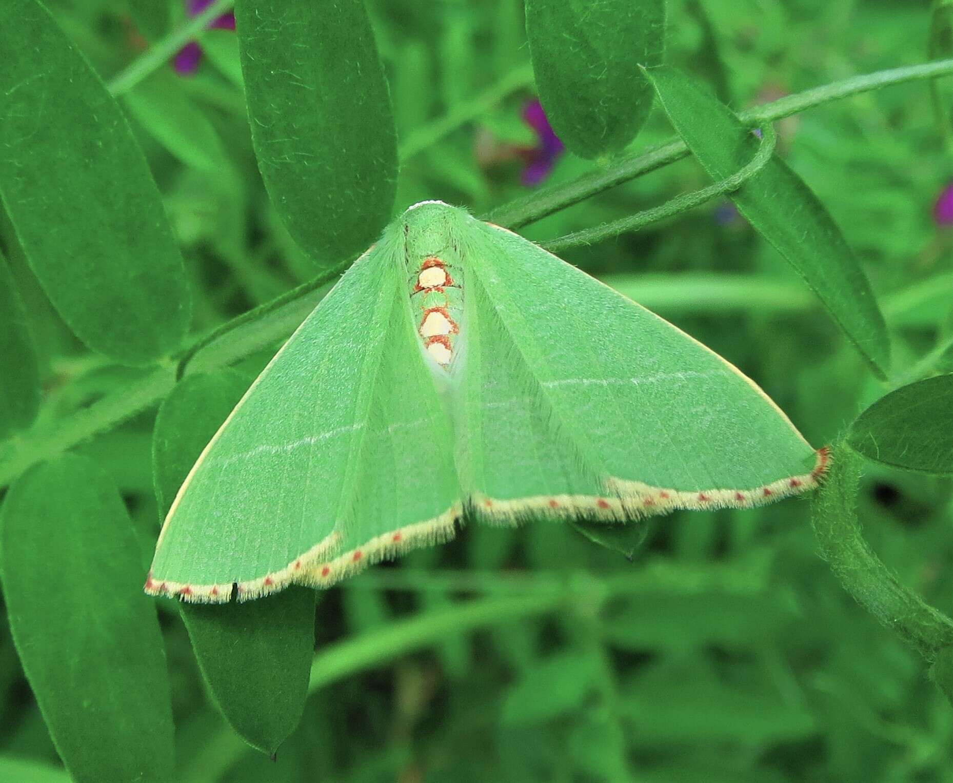 Image of Nemoria glaucomarginaria Barnes & McDunnough 1917