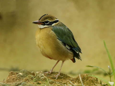 Image of Indian Pitta