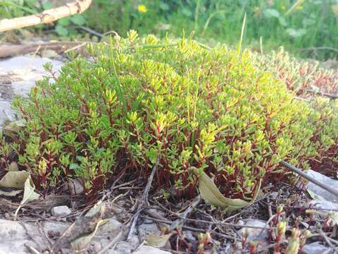 Image of Crassula vaillantii (Willd.) Roth