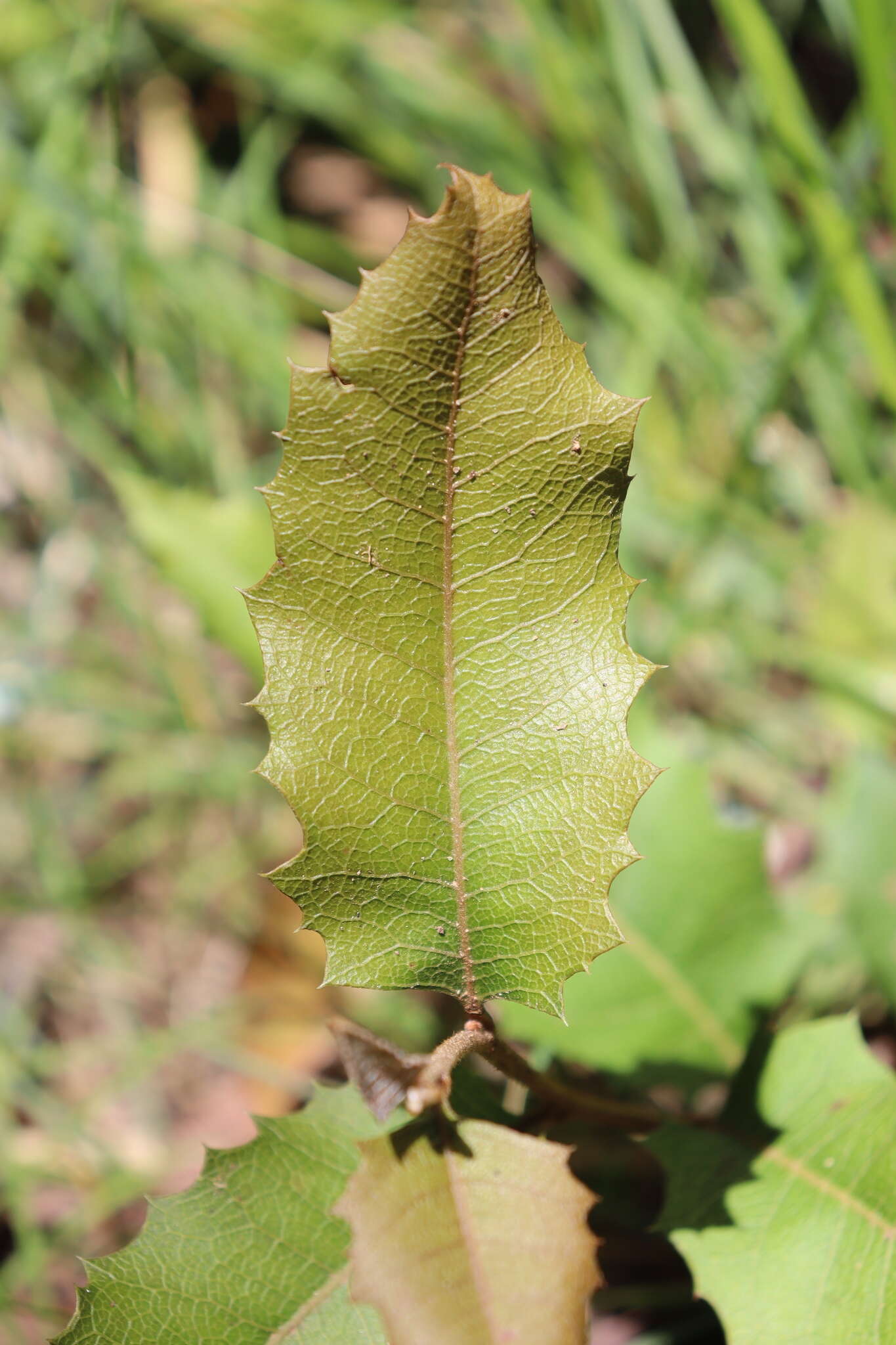 Image of Lomatia ilicifolia R. Br.