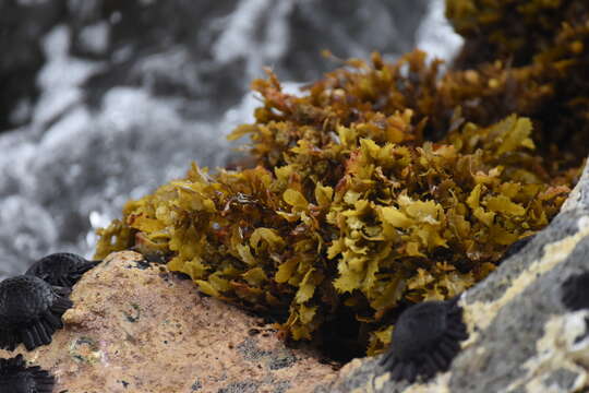 Image of Sargassum aquifolium