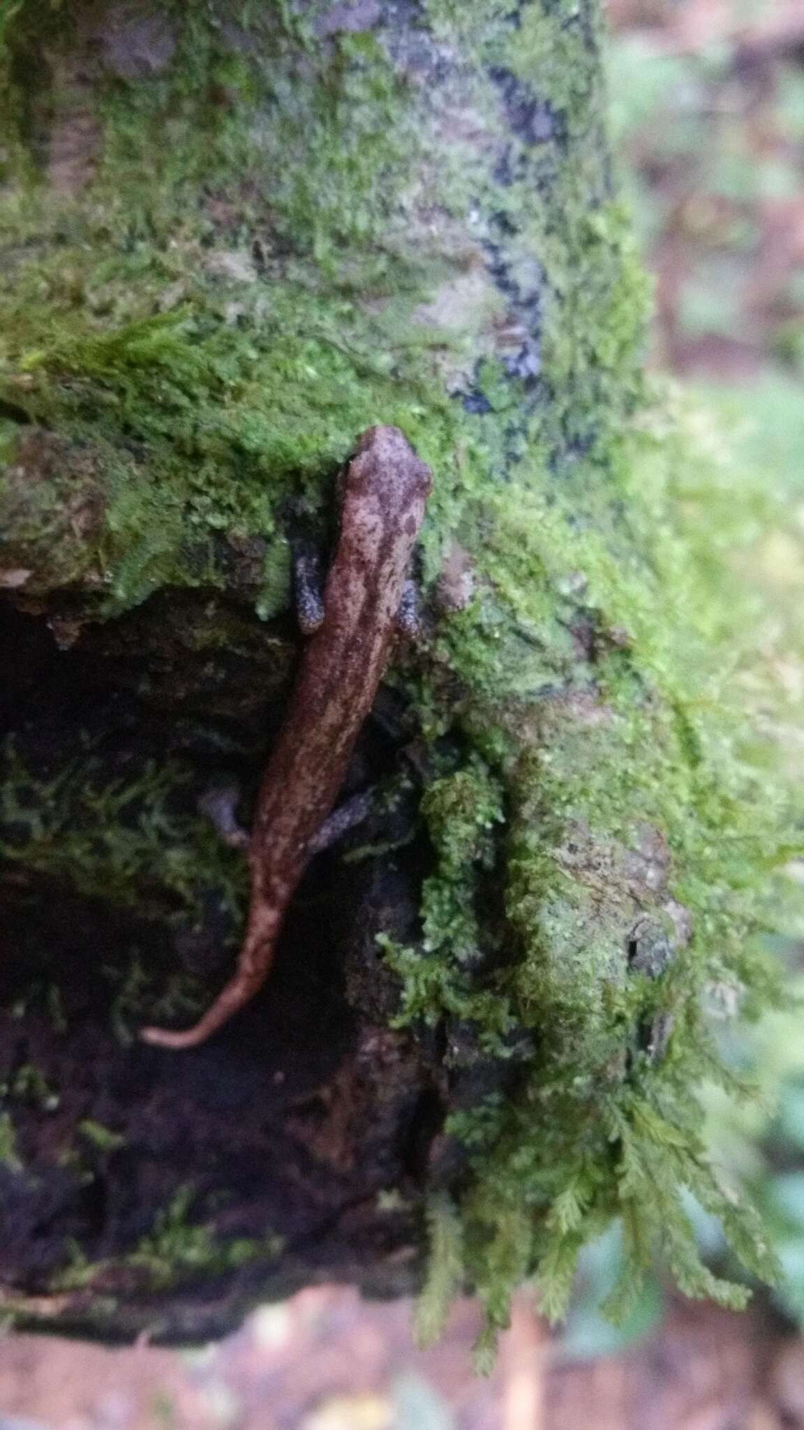 Image of Common Dwarf Salamander