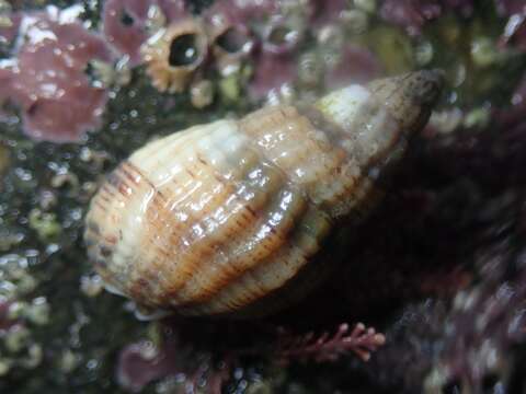 Image of netted dog whelk