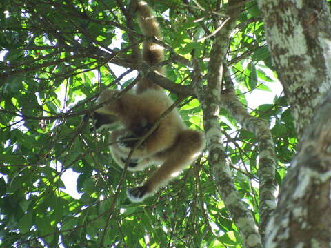 Image of White-handed Gibbon