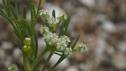 Imagem de Spermolepis lateriflora G. L. Nesom