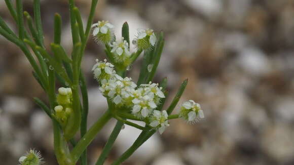 Plancia ëd Spermolepis lateriflora G. L. Nesom