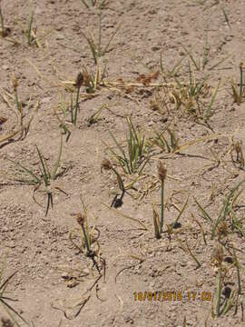 Image of curved sedge