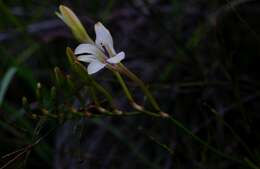 Image of Tritonia flabellifolia (D. Delaroche) G. J. Lewis