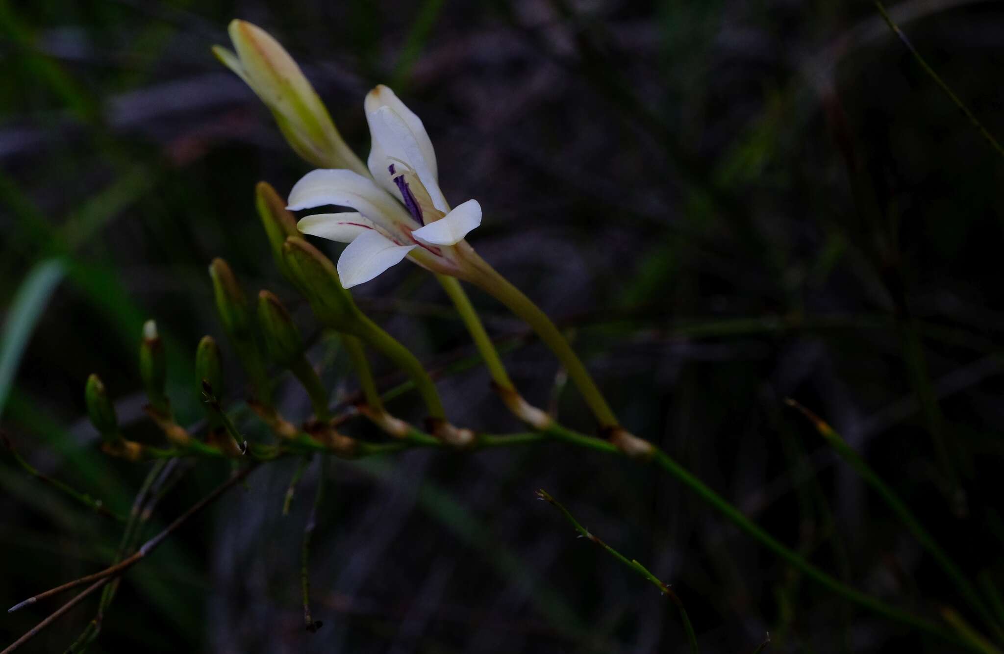 Image of Tritonia flabellifolia (D. Delaroche) G. J. Lewis