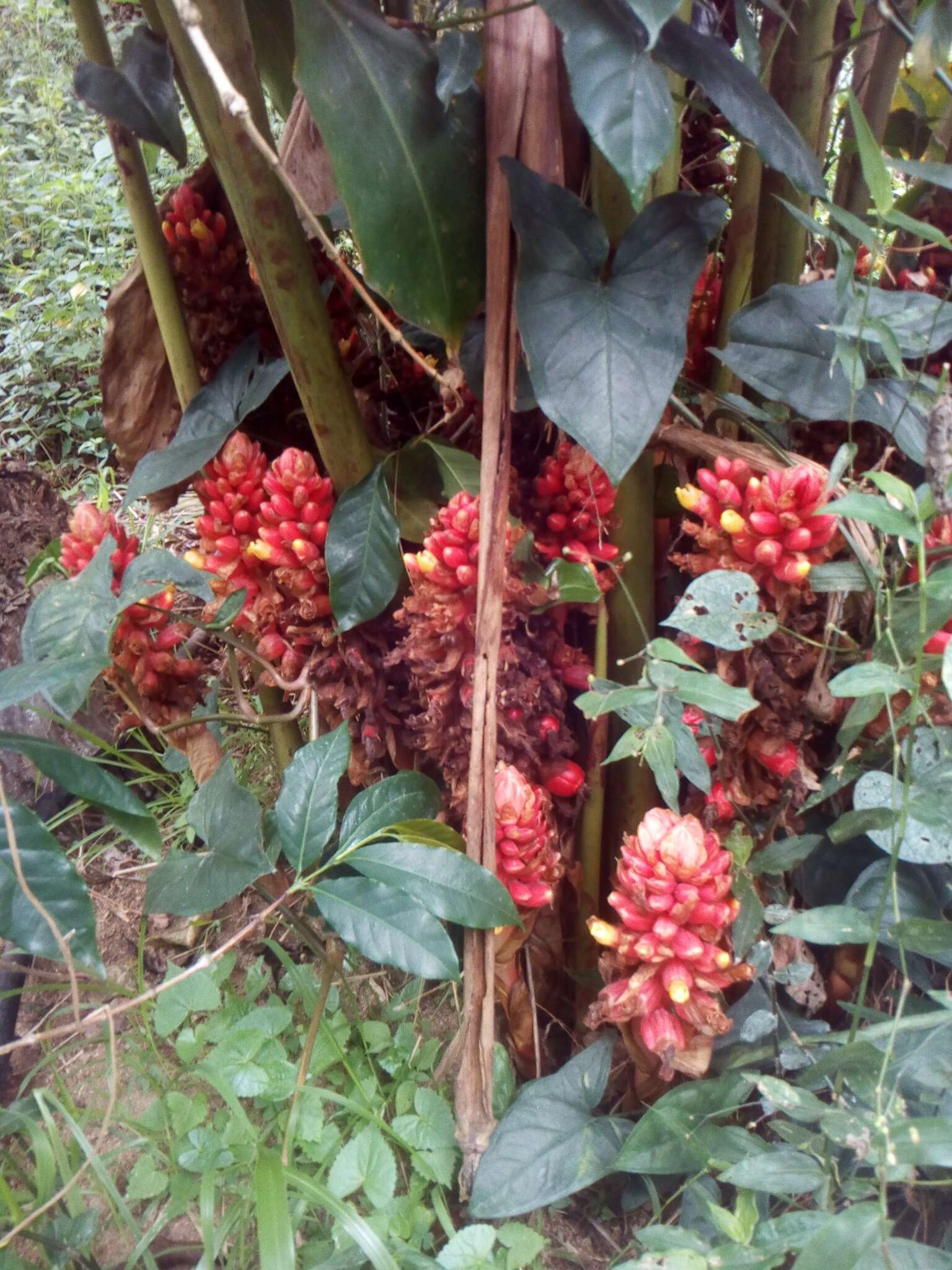 Image of jenjibre-de-jardin