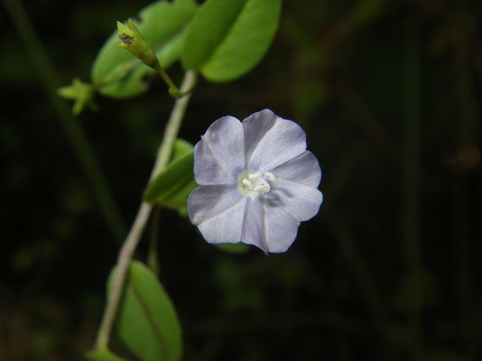 Image of Dwarf Bindweed