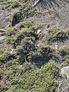 Image of Pimelea carnosa C. J. Burrows