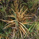 Image of Puya cryptantha Cuatrec.