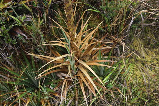 Image of Puya cryptantha Cuatrec.