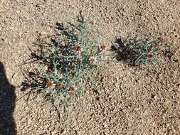 Image of Mojave hole-in-the-sand plant