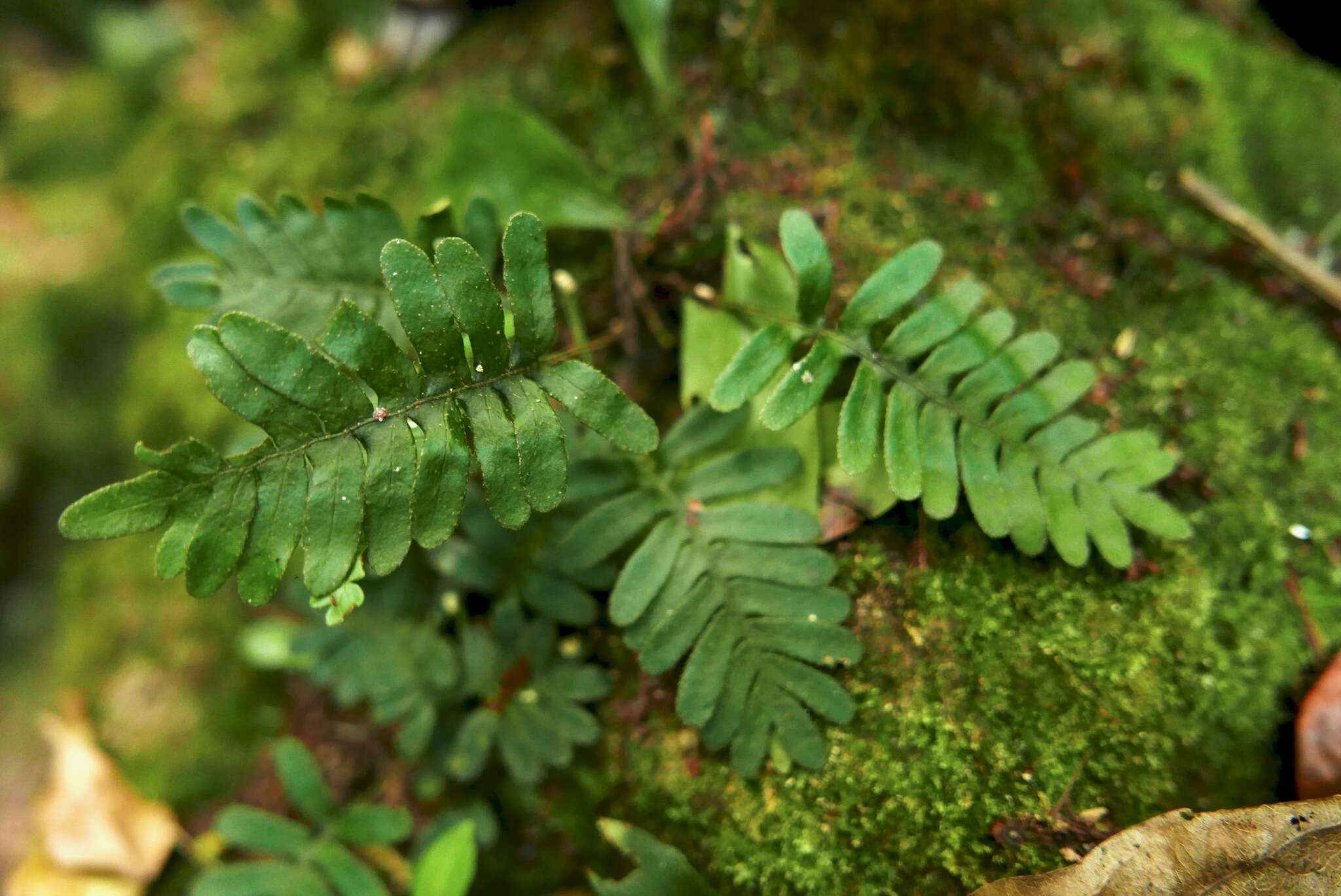 Image of resurrection fern