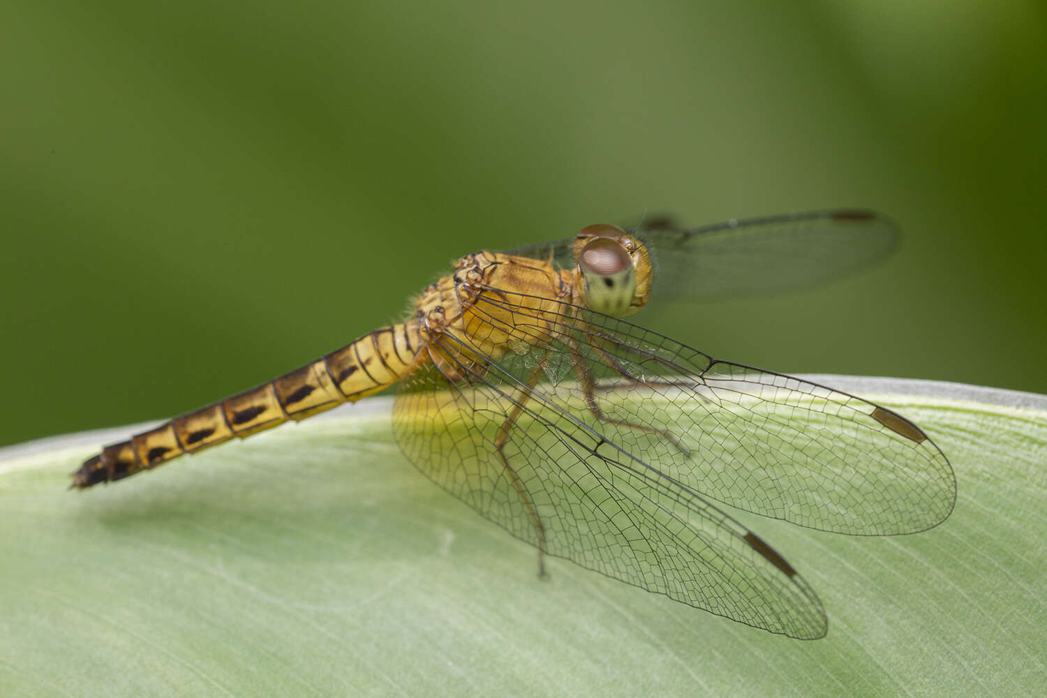 Image of Common Parasol