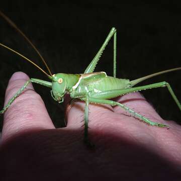 Image of Lesser Arid-land Katydid