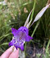 Image de Gladiolus bullatus Thunb. ex G. J. Lewis