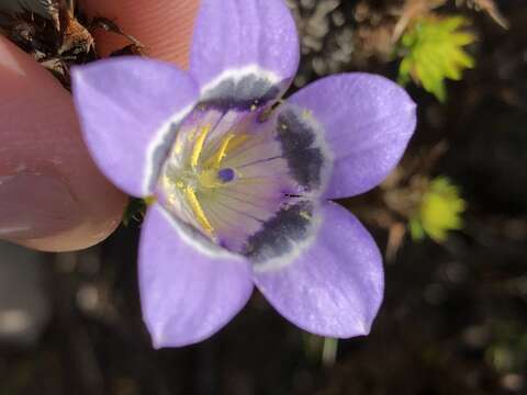 Image of Roella ciliata L.