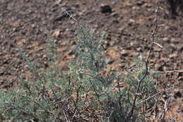 Image of Asparagus glaucus Kies