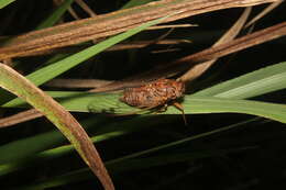 Plancia ëd Diceroprocta olympusa (Walker & F. 1850)