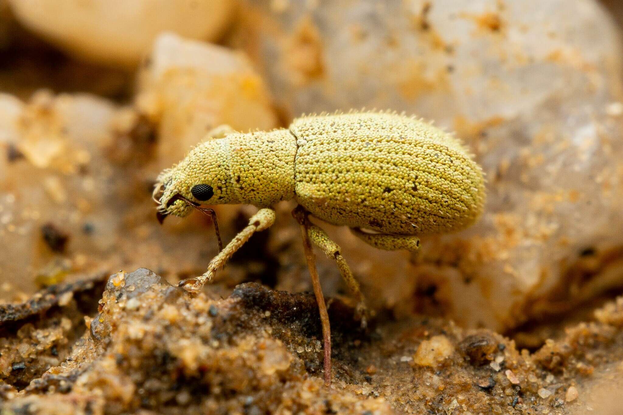 Image of Polydrusus (Polydrusus) hassayampus Sleeper 1957