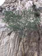 Image of Vachellia tortilis subsp. raddiana (Savi) Kyal. & Boatwr.