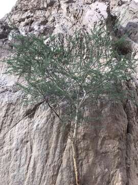 Vachellia tortilis subsp. raddiana (Savi) Kyal. & Boatwr.的圖片