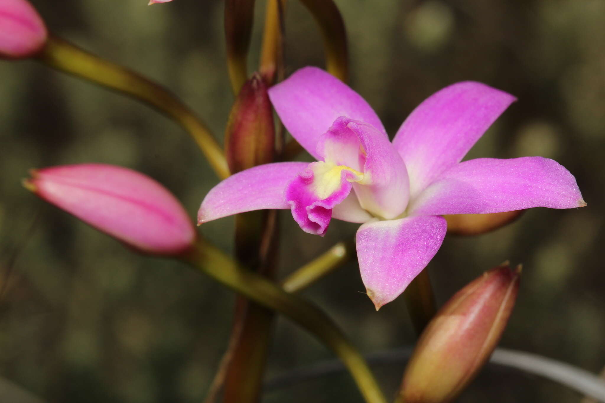 Image of Cattleya rupestris (Lindl.) Van den Berg