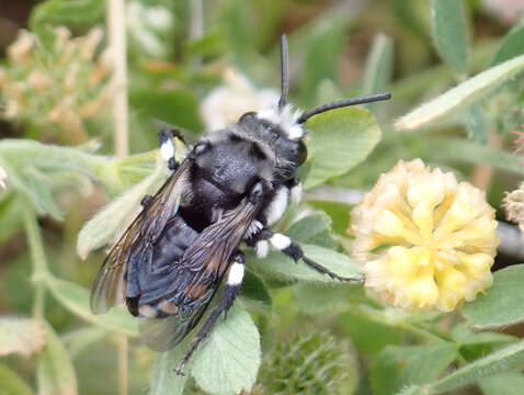 Image of Melecta curvispina Lieftinck 1958