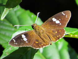 Celaenorrhinus leucocera Kollar 1848 resmi