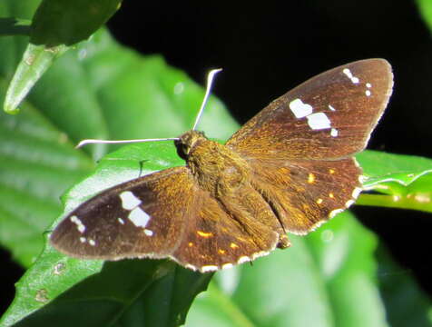 Image of Common spotted Flat