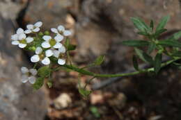 Plancia ëd Lobularia canariensis subsp. marginata (Webb ex Coss.) L. Borgen